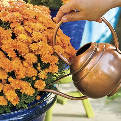 Watering mums. Things To Know About Watering mums. 